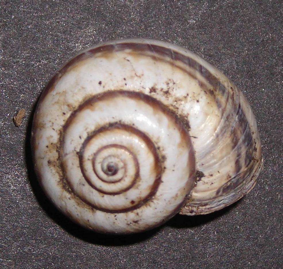 Cernuella sp.